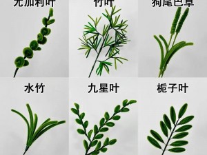 嫩叶草一区二区三区的区别、嫩叶草一区二区三区有什么区别？