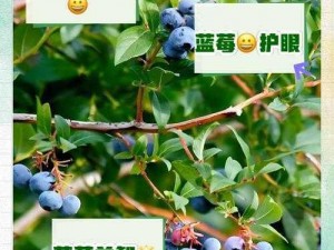 蓝莓成人AⅤ免费看片App【蓝莓成人 AⅤ 免费看片 App：满足你的深夜需求】