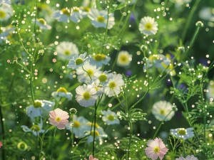 野花视频免费观看在线—野花视频免费观看在线，精彩大片不断，无需注册，即点即播