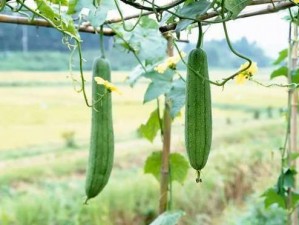 芭乐视频草莓视频丝瓜视频幸福宝 芭乐视频、草莓视频、丝瓜视频、幸福宝哪个更适合你？