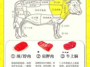 肉食家庭食取报告 1 免费——带你探索高品质肉食的奥秘