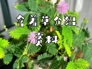 1000部黄色含羞四叶草研究所—如何评价1000 部黄色含羞四叶草研究所及其相关内容？