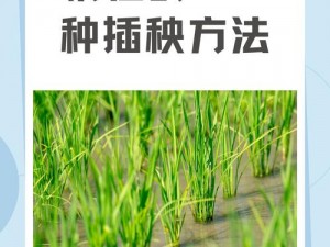 情侣插秧的100种方法—情侣插秧指南：100 种有趣的方法