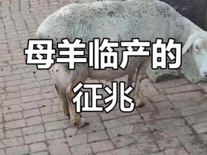 什么母羊适合单身男人结婚【什么样的母羊适合单身男人结婚？】