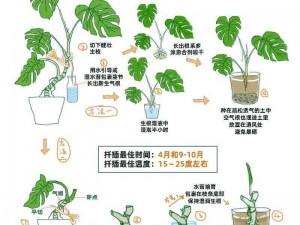 夫妻扦插的注意事项-夫妻进行植物扦插繁殖时，有哪些需要注意的事项呢？