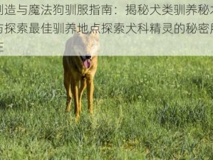 创造与魔法狗驯服指南：揭秘犬类驯养秘术与探索最佳驯养地点探索犬科精灵的秘密所在