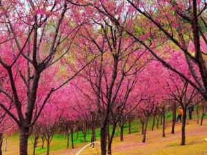 病情楼栋112樱花未增减-病情楼栋 112 樱花未增减，抗疫一线的他们还好吗？