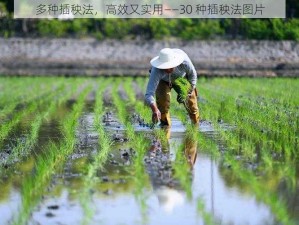 多种插秧法，高效又实用——30 种插秧法图片