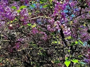 丁香花完整视频在线观看—求丁香花完整视频在线观看，高清画质的