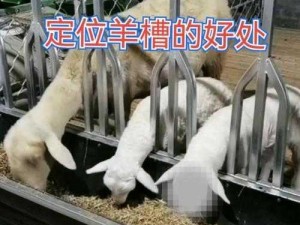 羊了个羊槽位已满重新开始攻略：解决槽位满载的方法与步骤