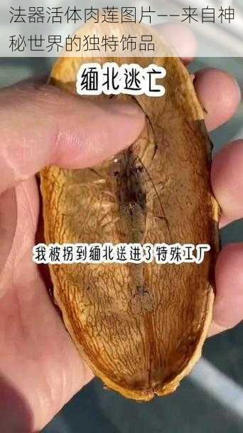 法器活体肉莲图片——来自神秘世界的独特饰品