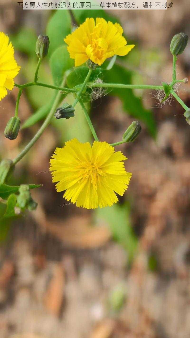 西方黑人性功能强大的原因——草本植物配方，温和不刺激