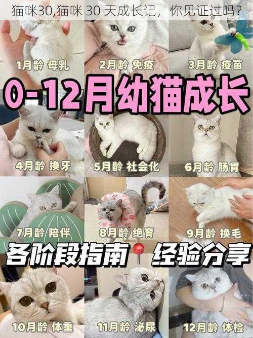 猫咪30,猫咪 30 天成长记，你见证过吗？