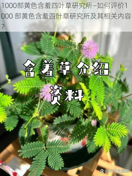 1000部黄色含羞四叶草研究所—如何评价1000 部黄色含羞四叶草研究所及其相关内容？