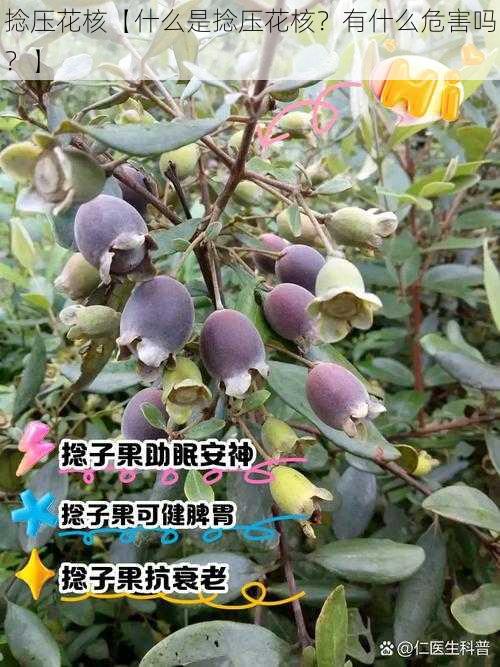 捻压花核【什么是捻压花核？有什么危害吗？】