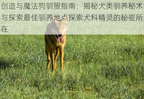 创造与魔法狗驯服指南：揭秘犬类驯养秘术与探索最佳驯养地点探索犬科精灵的秘密所在