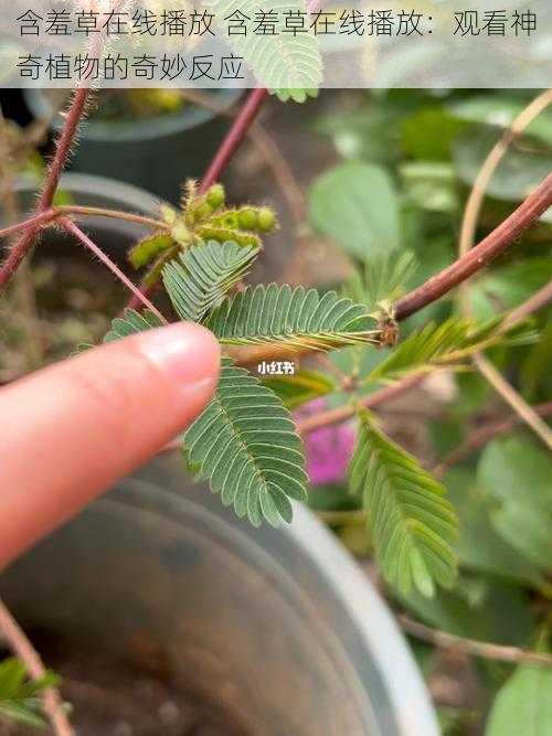 含羞草在线播放 含羞草在线播放：观看神奇植物的奇妙反应