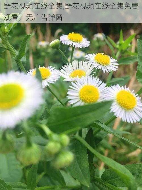 野花视频在线全集,野花视频在线全集免费观看，无广告弹窗