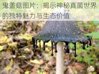 鬼盖菇图片：揭示神秘真菌世界的独特魅力与生态价值