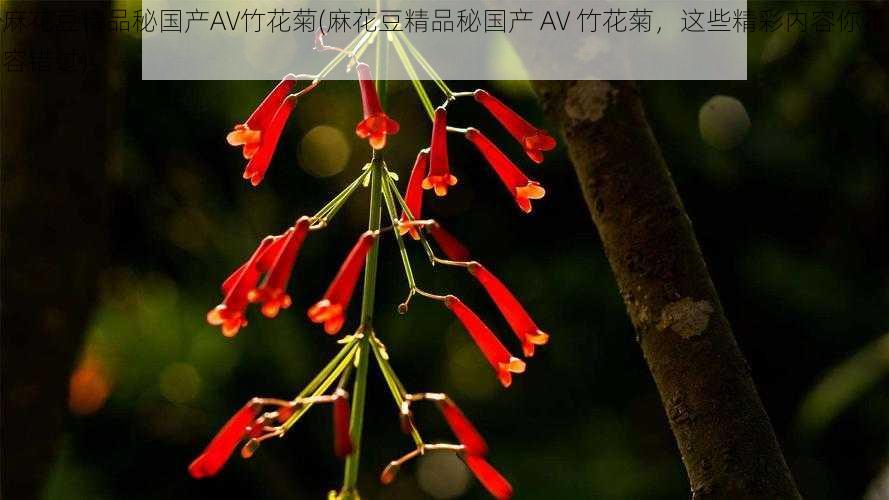 麻花豆精品秘国产AV竹花菊(麻花豆精品秘国产 AV 竹花菊，这些精彩内容你不容错过)