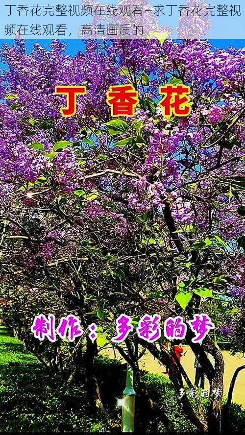 丁香花完整视频在线观看—求丁香花完整视频在线观看，高清画质的