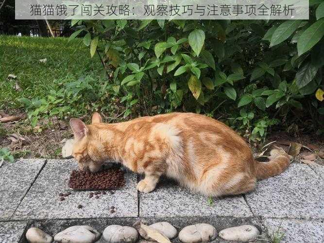 猫猫饿了闯关攻略：观察技巧与注意事项全解析