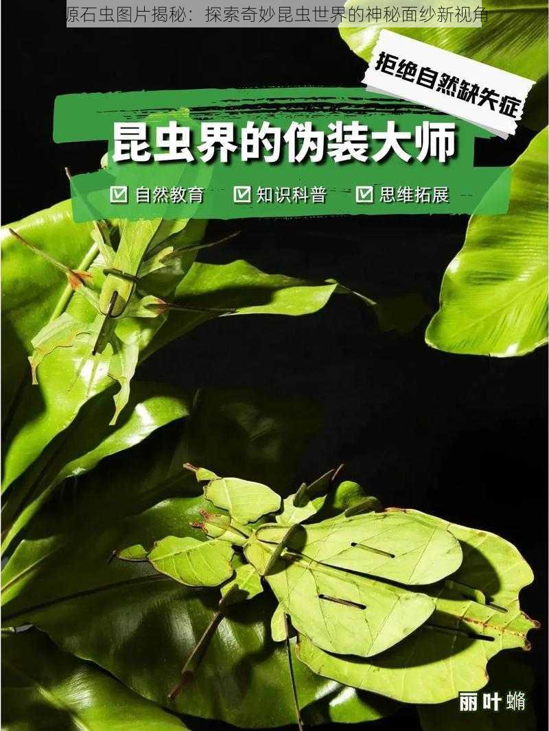 源石虫图片揭秘：探索奇妙昆虫世界的神秘面纱新视角