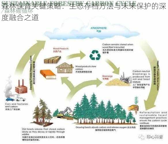 森林保育关键策略：生态存档方法与未来保护的深度融合之道